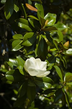 Magnolia grandiflora white flower and bright leaves