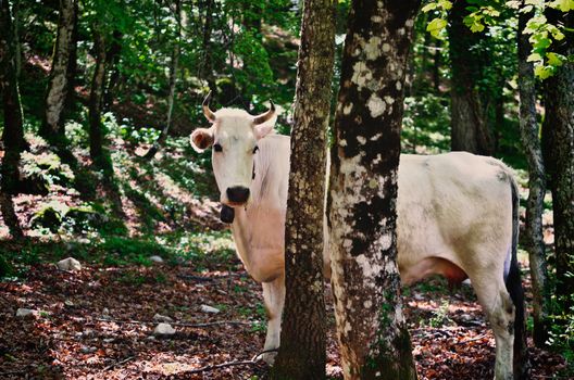 Grazing cows. Mountain forest, Italy