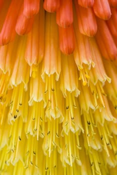 Kniphofia uvaria also known as Tritoma, Torch Lily, or Red Hot Poker due to the shape and color of its inflorescence.