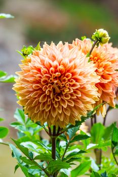 orange dahlia flower in tropical garden,Chiangrai,Thailand