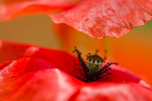 Papaver rhoeas, common names include corn poppy, corn rose, field poppy, Flanders poppy, red poppy, red weed, coquelicot.