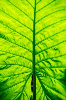 green leaf texture from tropical rain forest of Thailand