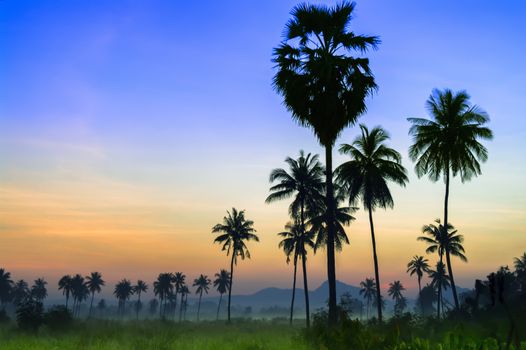 Palm Trees in a Morning Mist. Area near Pattaya City, Thailand.