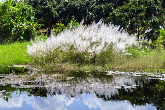 Miscanthus Sinensis. Common names include Chinese silver grass  Eulalia grass  Maiden grass  Zebra grass  Susuki grass  Porcupine grass.