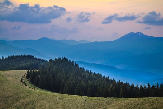 Twilight over pine forest in the Carpathian mountain.