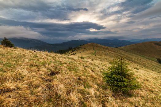 Small pines are waiting the rain in the Carpathian mountain.