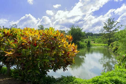 Bushes of Croton and Pond. Asia, Thailand.