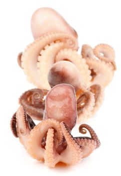 Three Gourmet Smoked Octopuses Full Body In a Row isolated on white background