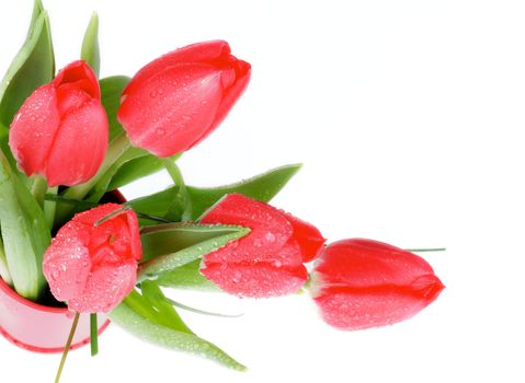Five Red Tulips with Droplets in Magenta Vase isolated on white background. Top View