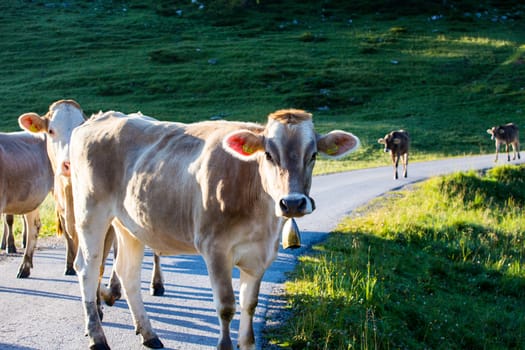 The cows in high Alps mountains Austria