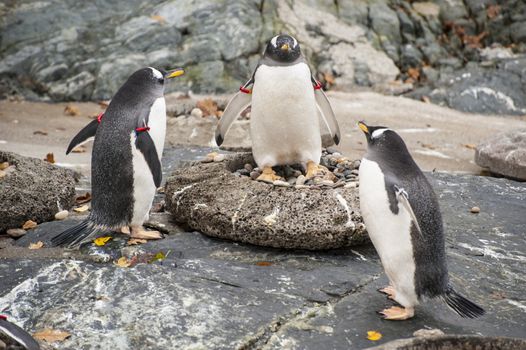 Three penguins in the Bergen zoo, Norway.