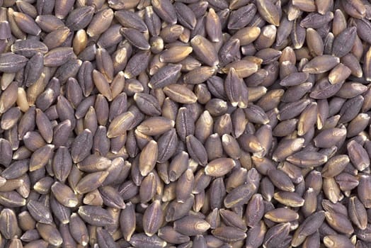 Close-up of pearl purple barley seeds  to use as background