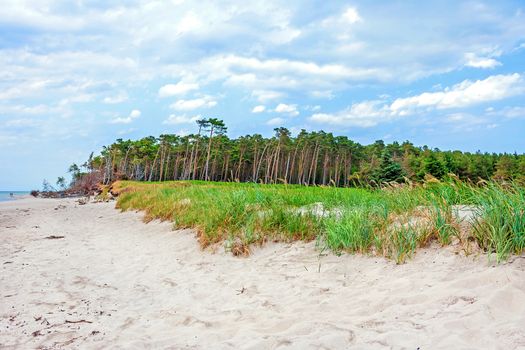 Darss Weststrand beach, grassland with the typical windswept trees