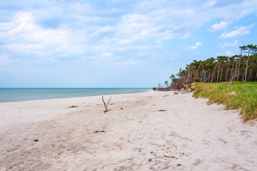 Darss Weststrand beach, grassland with the typical windswept trees