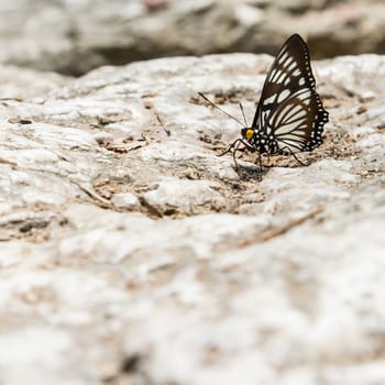 Beautiful butterfly sitting on stone