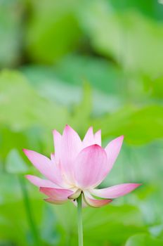 Lotus flower in the farm at daytime in Taiwan, Asia.