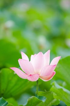 Lotus flower in the farm at daytime in Taiwan, Asia.