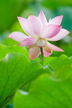 Lotus flower in the farm at daytime in Taiwan, Asia.