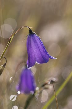 Small bell flower in spring Alps Austria