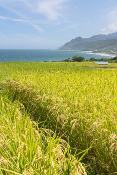 Paddy terrace farm near the sea under blue sky, shot at Xinshe, Fengbin Township, Hualien County, Taiwan, Asia.
