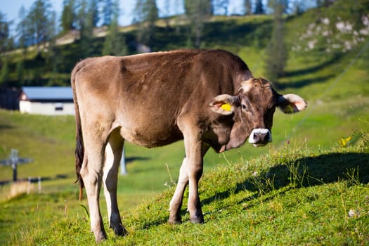 The cow in high Alps mountains Austria