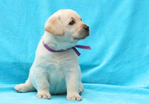 yellow labrador puppy sitting on blue background close up