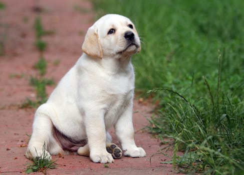 yellow labrador puppy sitting on blue background close up