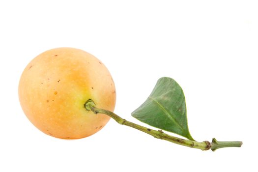 Plum mango, or Marian plum fruit isolated on white background