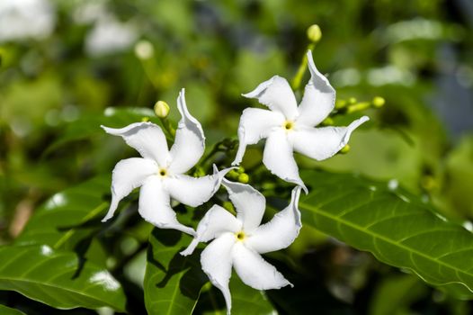 Three Jasmine Flowers, with buds on the background of green leaves.