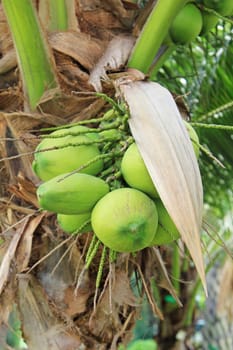 Coconut tree