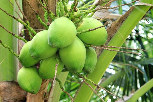 Coconut tree