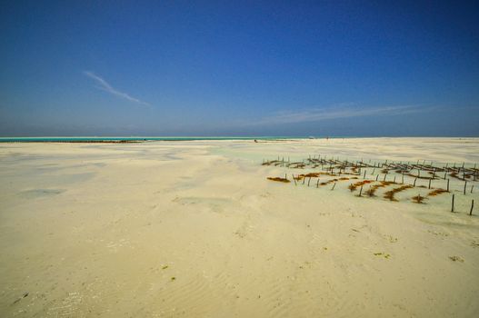 Zanzibar beach and coral rocks bule green ozean Tanzania