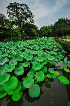 shanghai chinese garden near from town in summer,China