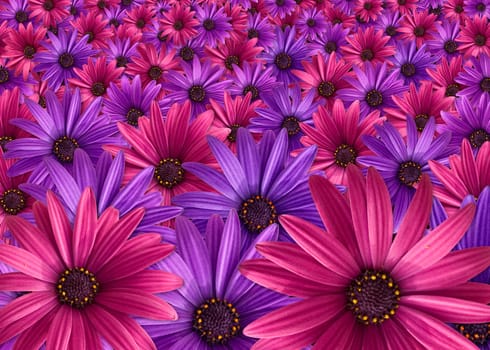 pink and purple flowers background