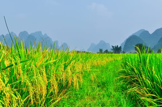 Beautiful Li river side Karst mountain rice landscape in Yangshuo Guilin, China