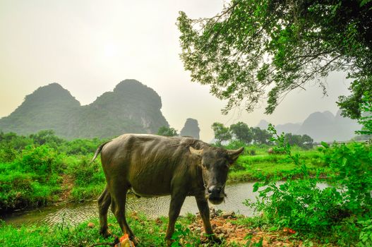 Beautiful Li river side Karst mountain landscape in Yangshuo Guilin, China