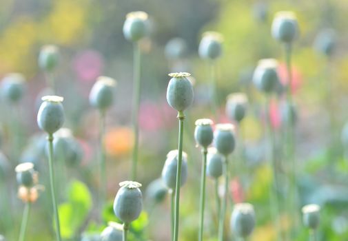 poppy capsule in poppy garden