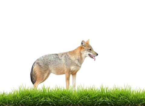 golden jackal with fresh green grass isolated on white background