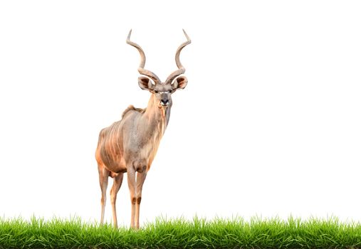 male greater kudu with green grass isolated on white background