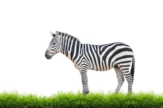 zebra with green grass isolated on white background