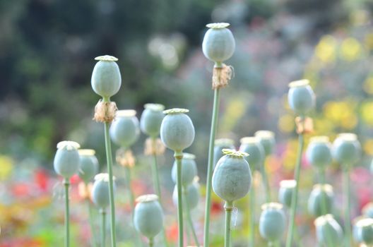 poppy capsule in poppy garden