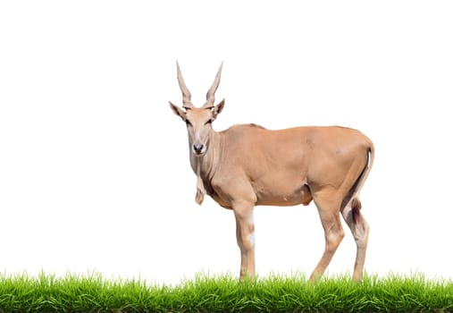 eland with green grass isolated on white background