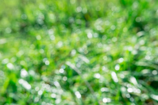 the beautiful morning sun light effect with the dew on the grass