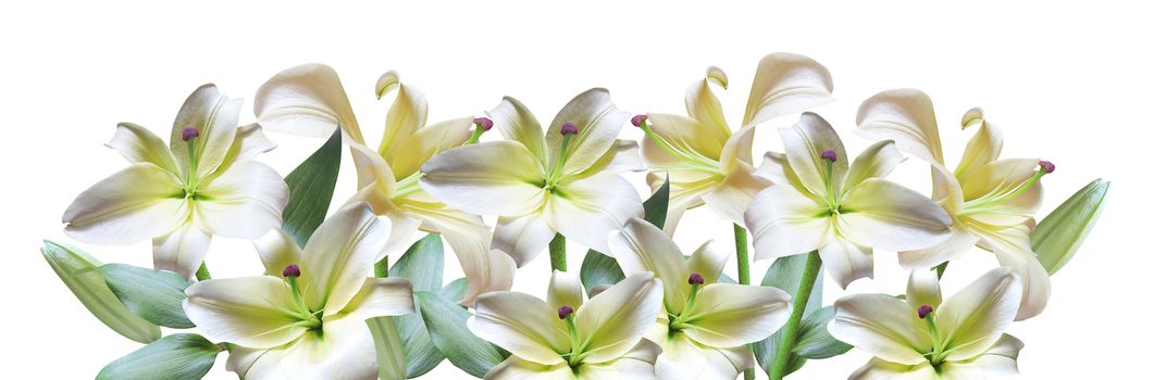 White lily with bud isolated on white background