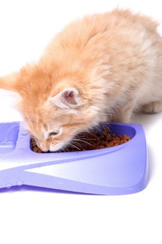 Orange and white striped kitten eating food morsels out of dish.