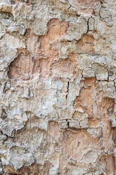 Closeup view of wood bark texture background