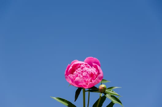 pink peony blossom on blue sky background