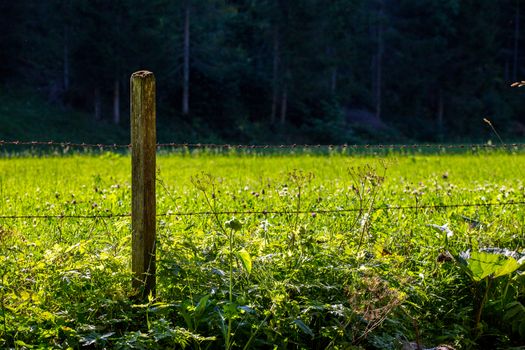 Fence with barbwire to protect the animals