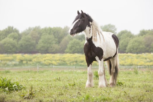 white and brown horse in spring meadow