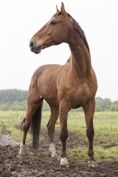 brown horse standing in meadow with pricked ears